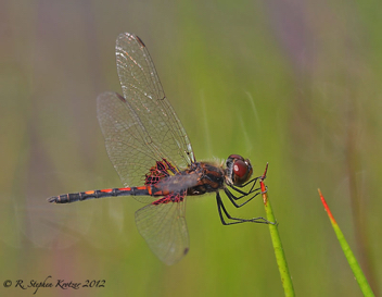 Celithemis ornata, male